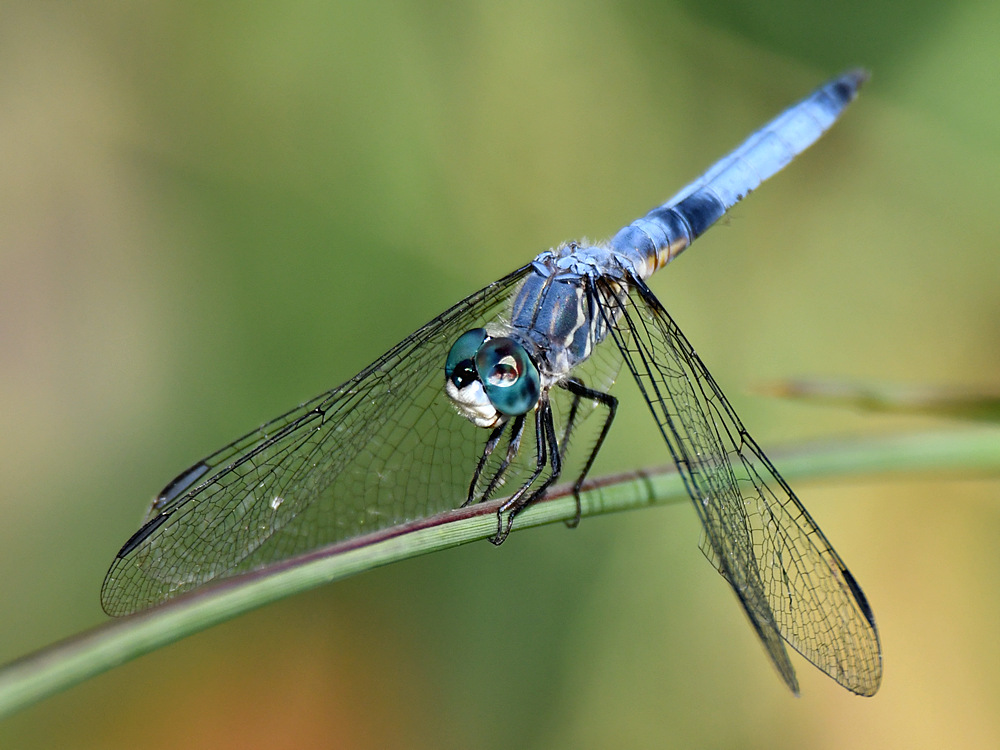 Dragonfly2.jpg