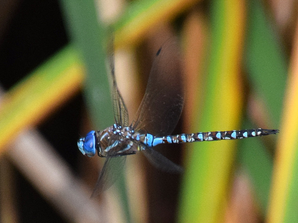 DragonFly2.jpg