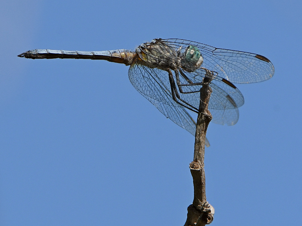DragonFly2.jpg