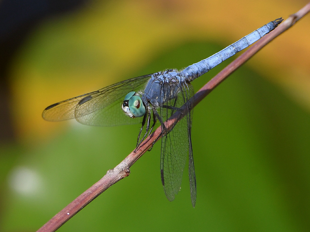 DragonFly2.jpg