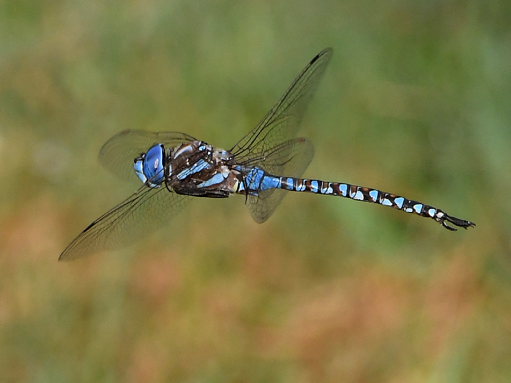 DragonFly2.jpg