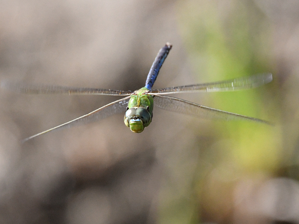 DragonFly2.jpg
