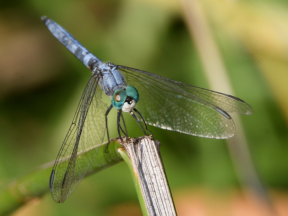 Dragonfly2.jpg