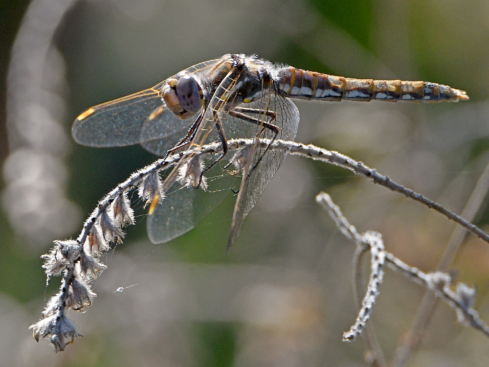 DragonFly2.jpg
