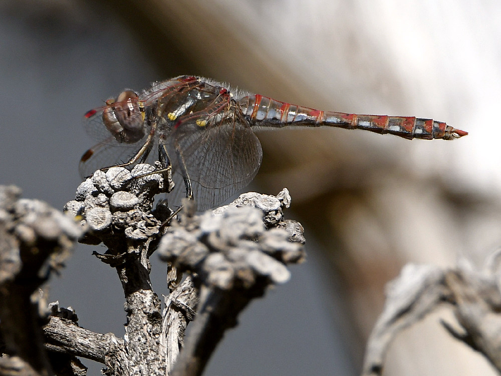 Dragonfly2.jpg