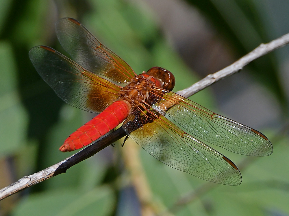 Dragonfly2.jpg