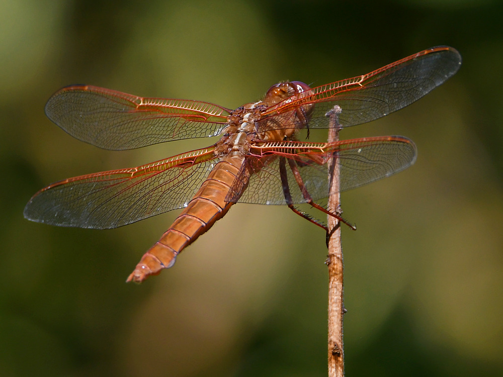 Dragonfly2.jpg
