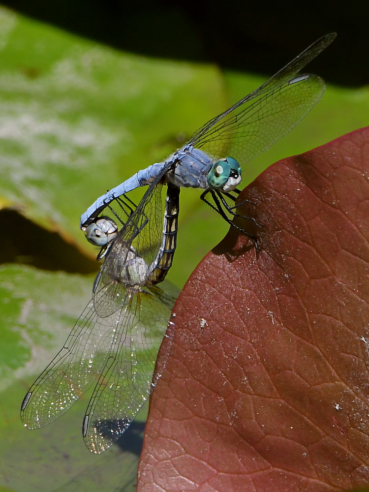 DragonFly2.jpg