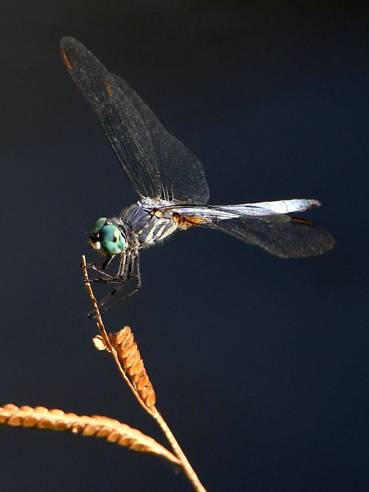 DragonFly2.jpg