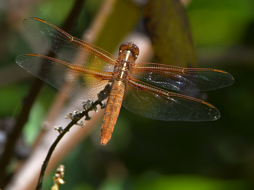 DragonFly2.jpg