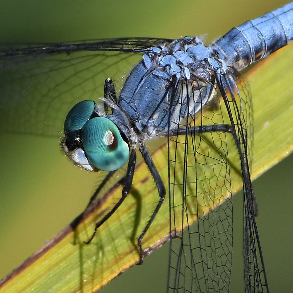 DragonFly2.jpg