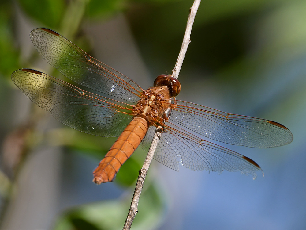 DragonFly2.jpg