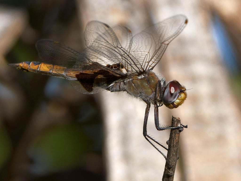 DragonFly2.jpg