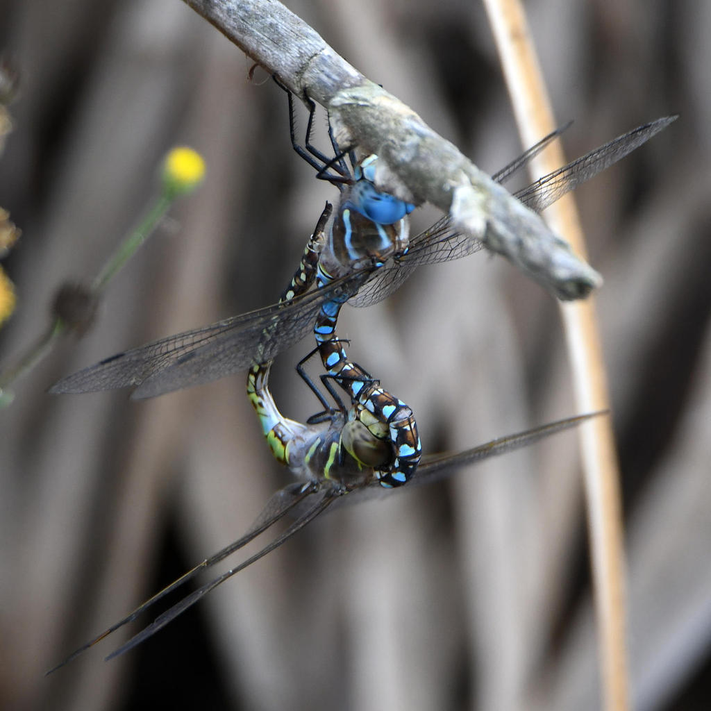Dragonfly2.jpg