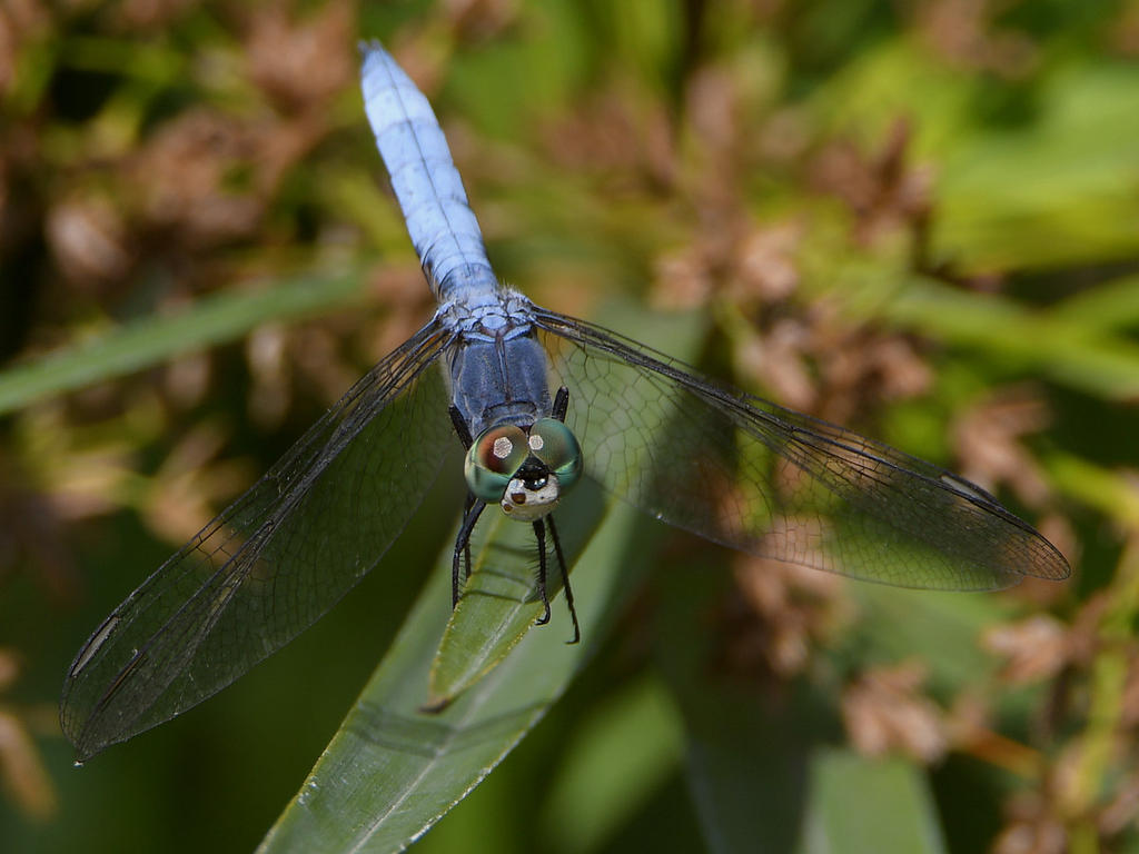 DragonFly2.jpg