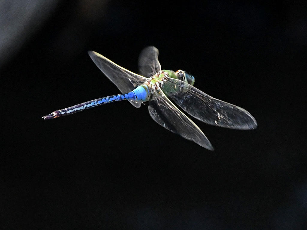 Dragonfly2.jpg