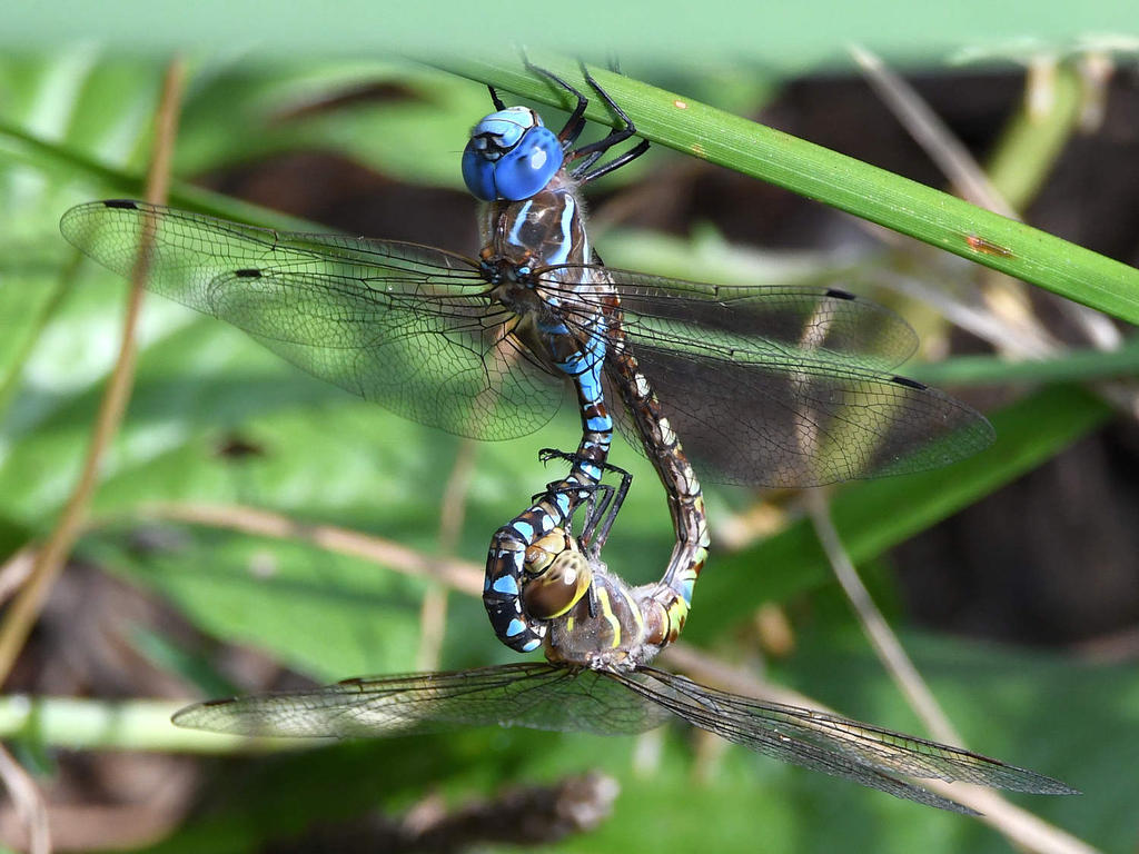 Dragonfly2.jpg