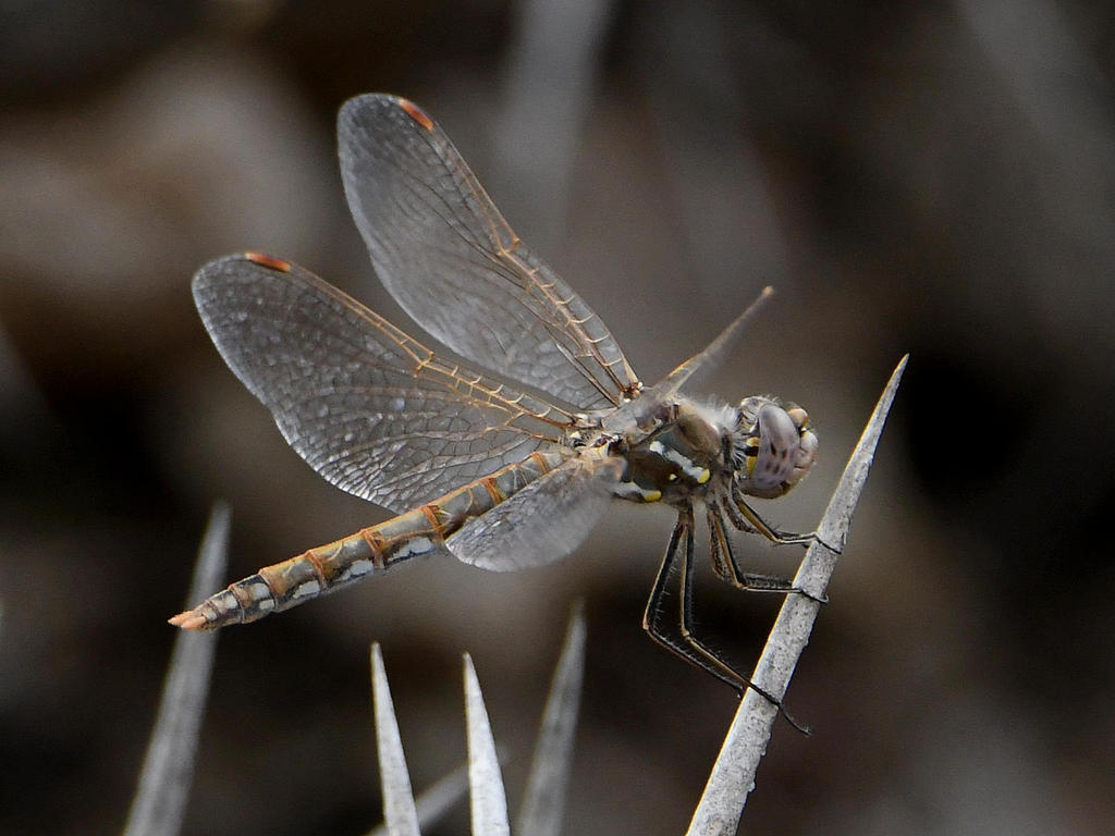 Dragonfly2.jpg