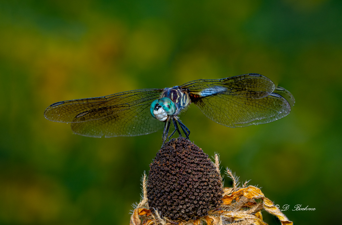 dragonfly2.jpg