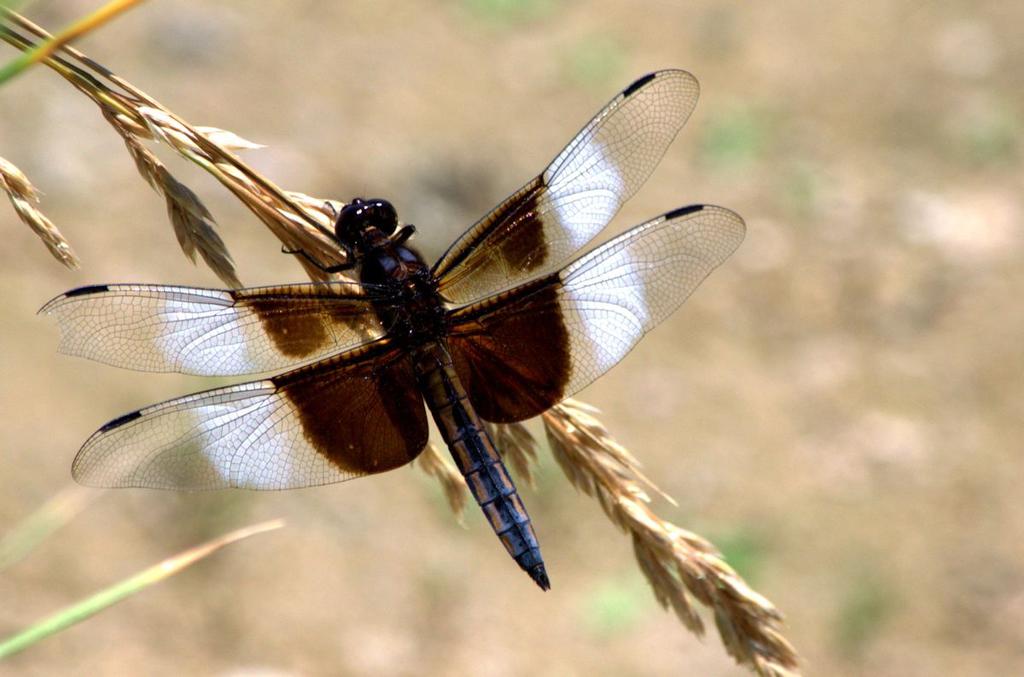 dragonfly21200.jpg