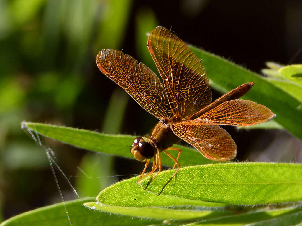 Dragonfly23.jpg