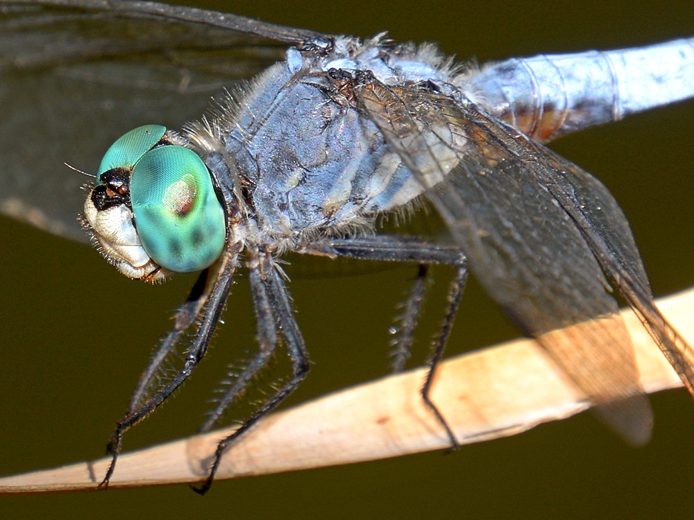 Dragonfly3.jpg