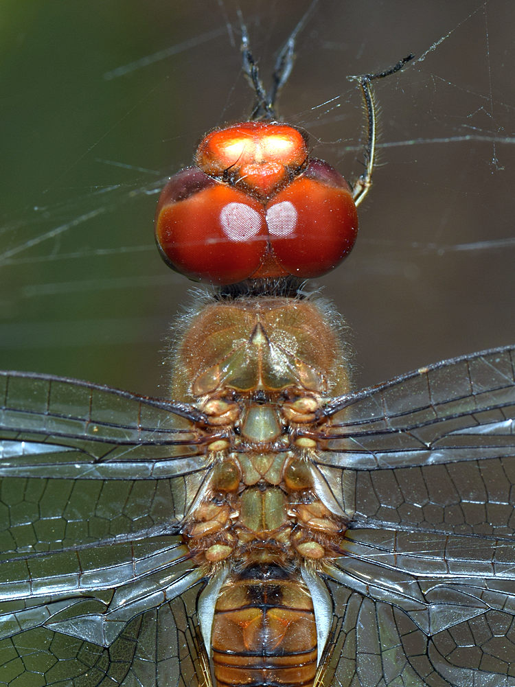 DragonFly3.jpg
