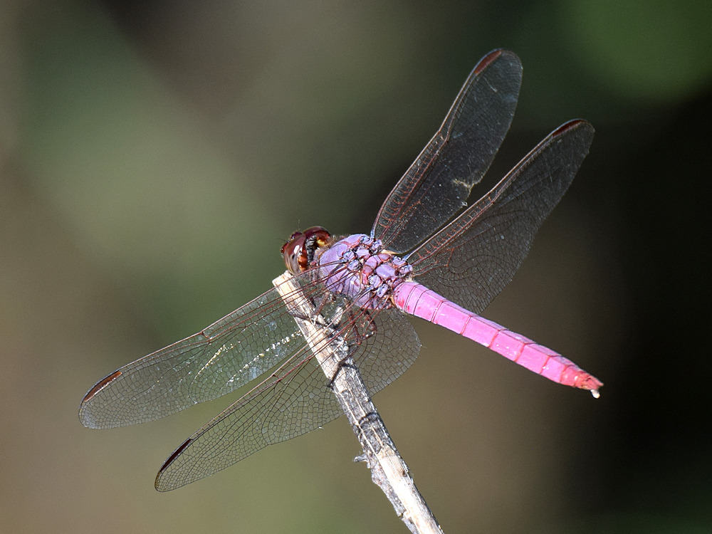 DragonFly3.jpg