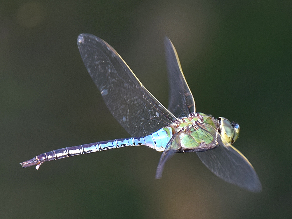 DragonFly3.jpg