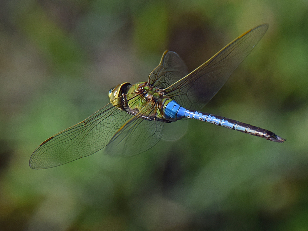 DragonFly3.jpg