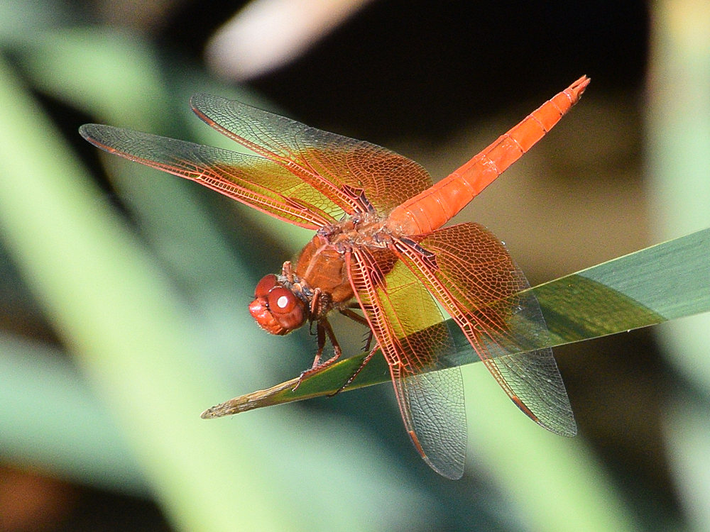 DragonFly3.jpg