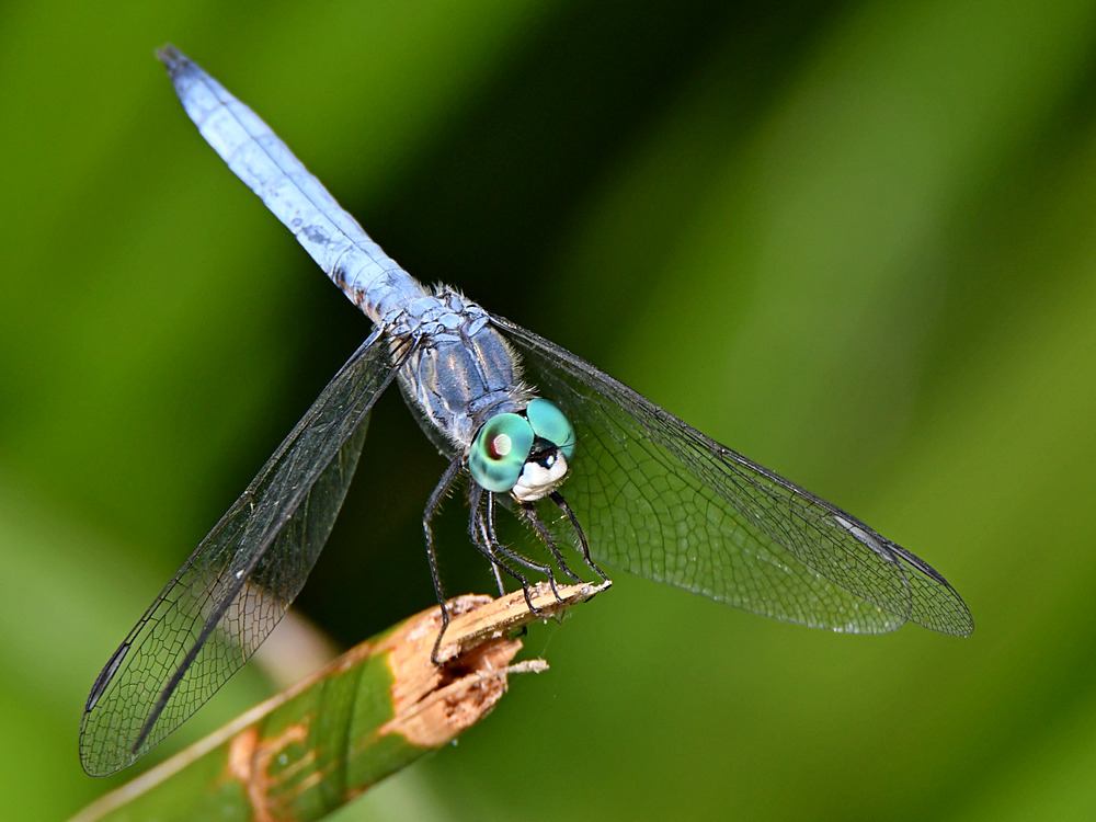 DragonFly3.jpg