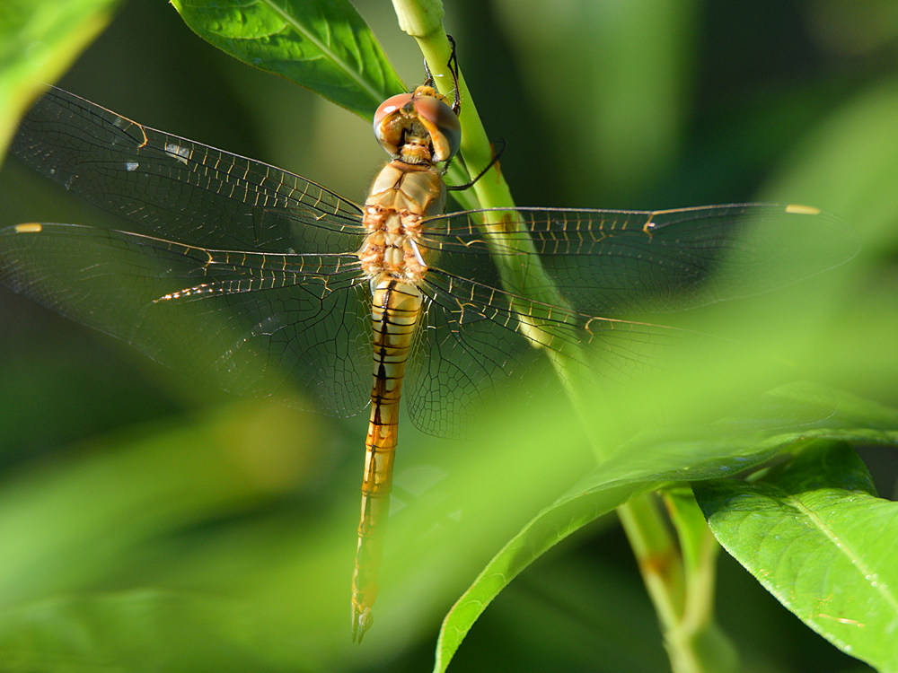 DragonFly3.jpg