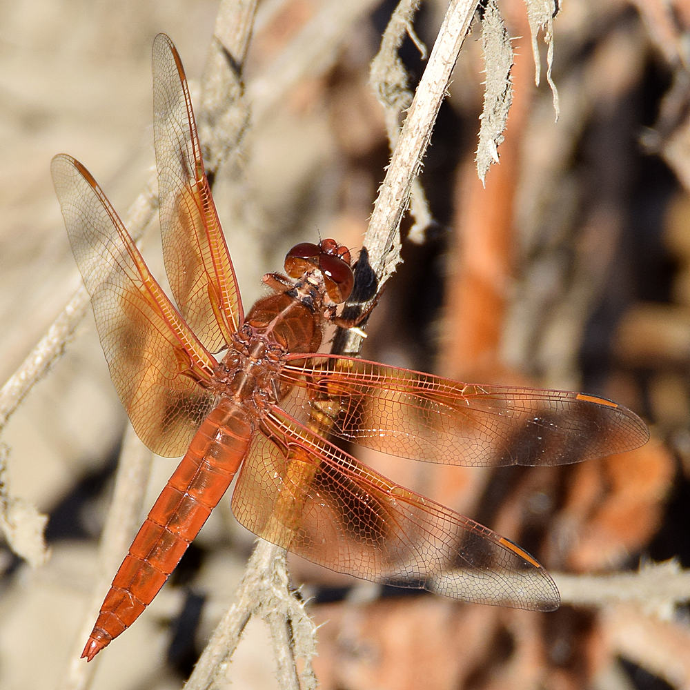 DragonFly3.jpg