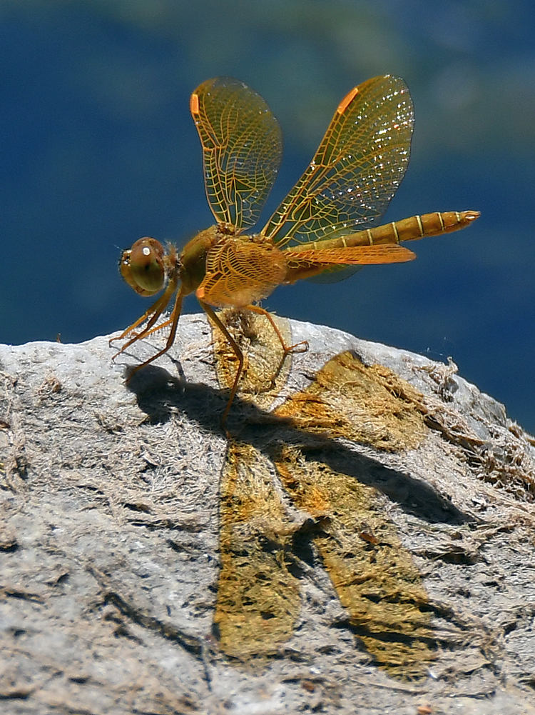 DragonFly3.jpg
