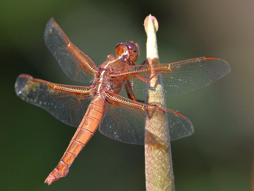 DragonFly3.jpg
