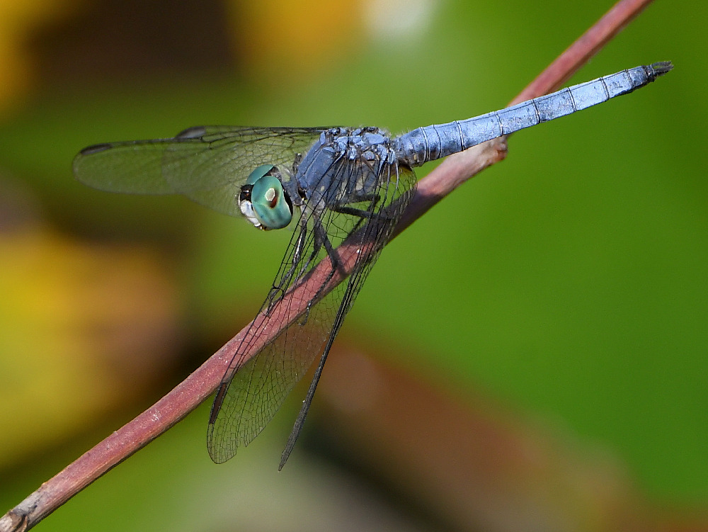 DragonFly3.jpg