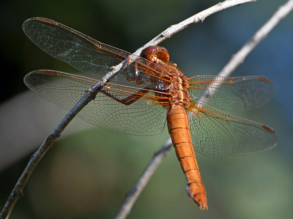 DragonFly3.jpg