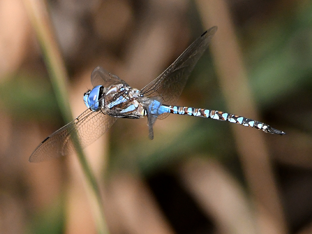 DragonFly3.jpg