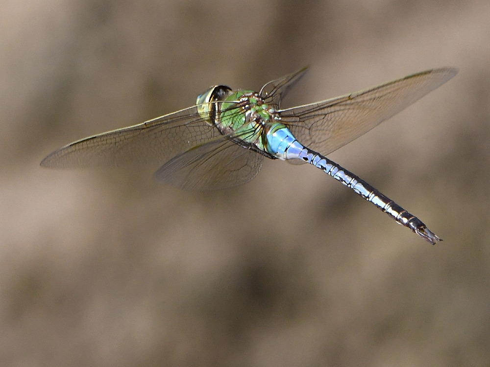 DragonFly3.jpg
