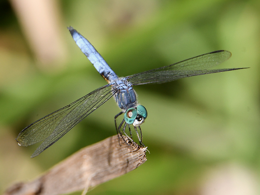 Dragonfly3.jpg