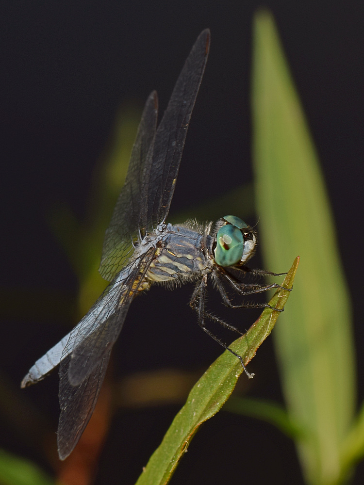 DragonFly3.jpg
