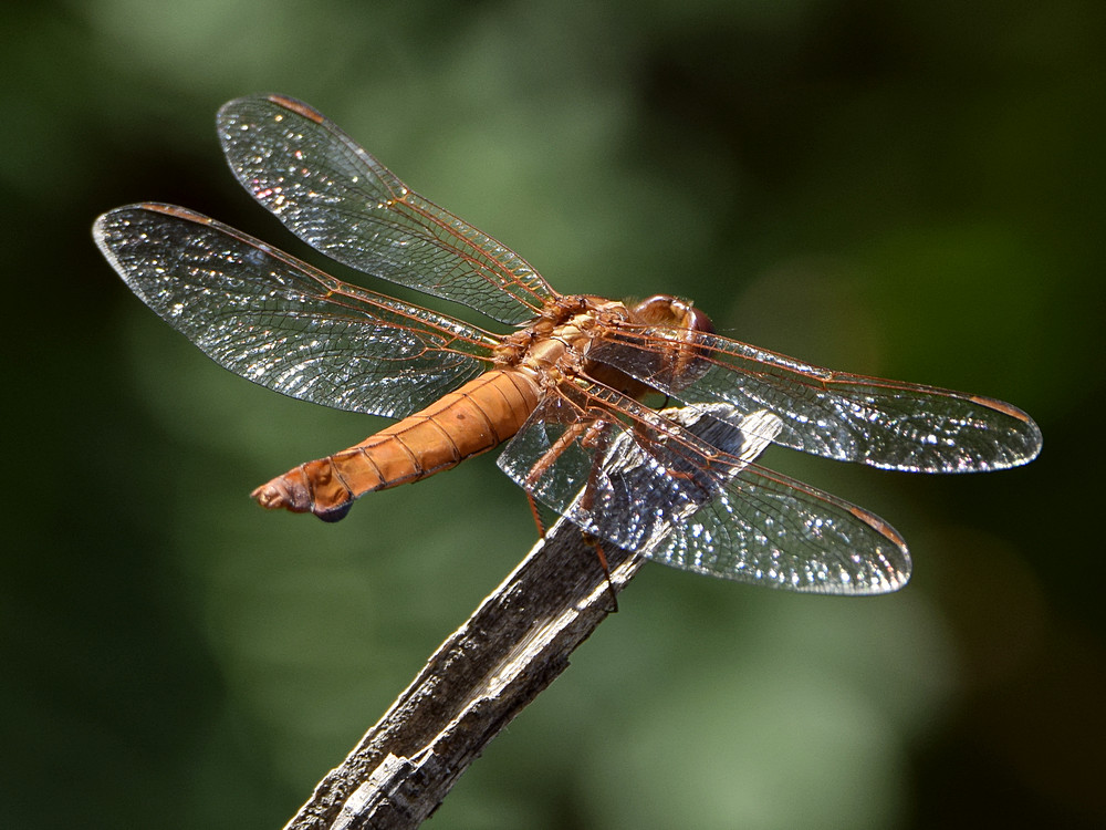 Dragonfly3.jpg