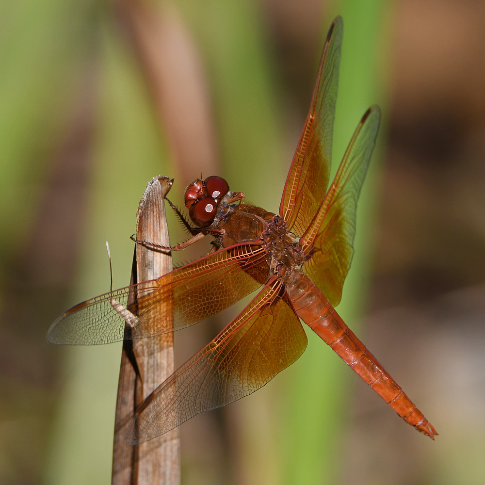 Dragonfly3.jpg