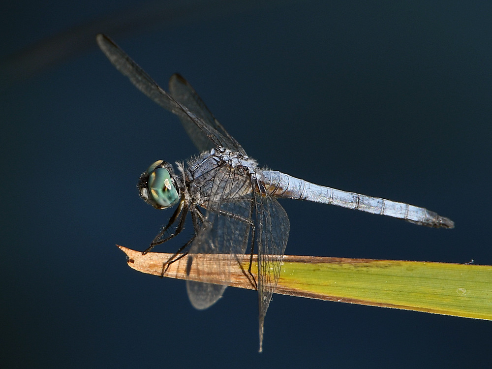 DragonFly3.jpg