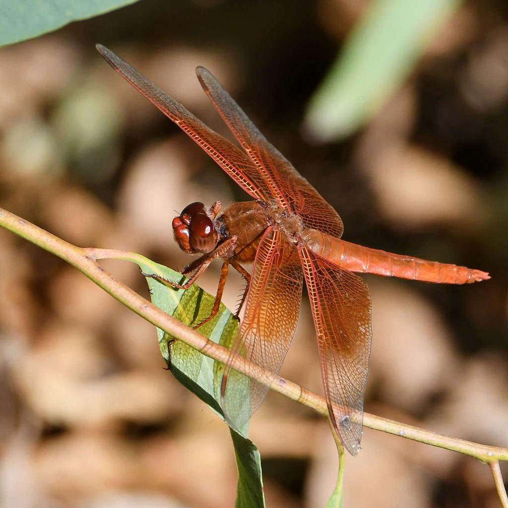 DragonFly3.jpg