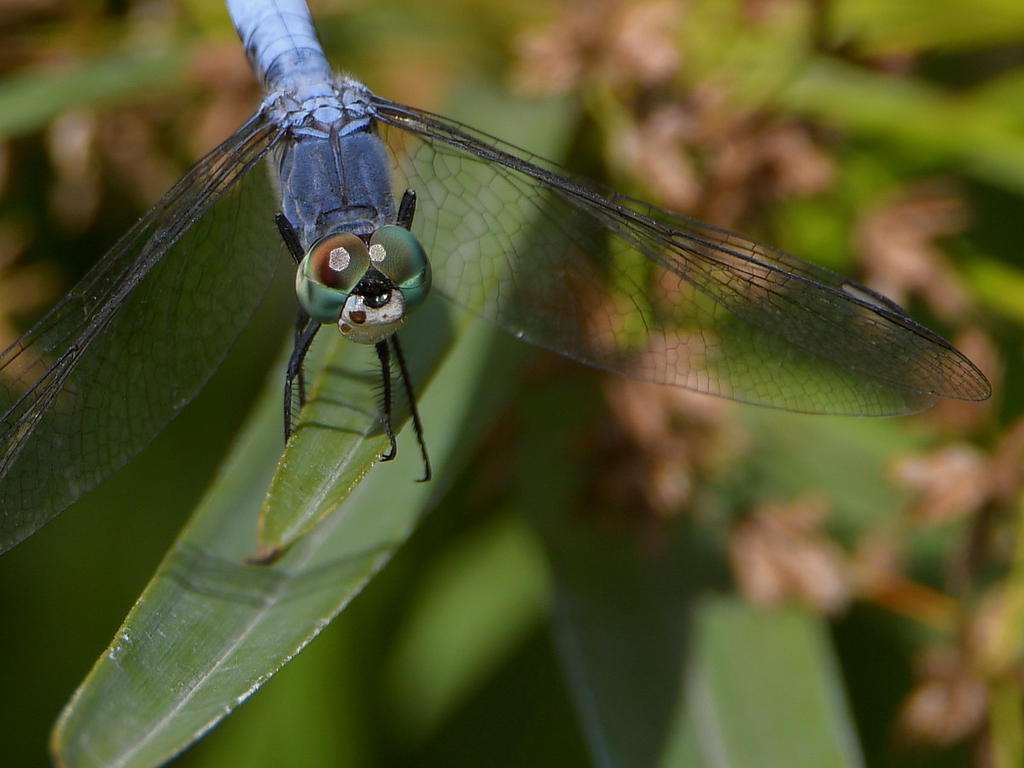 DragonFly3.jpg
