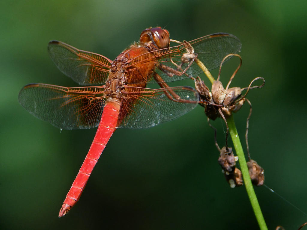 DragonFly3.jpg