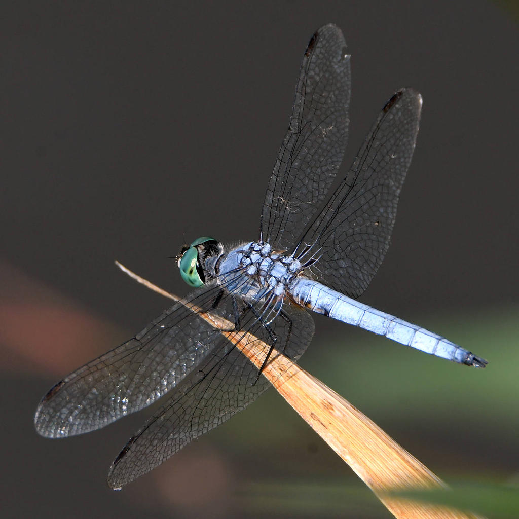 Dragonfly3.jpg