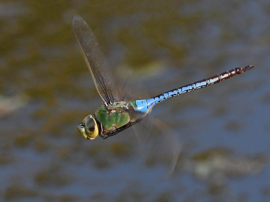 DragonFly3.jpg